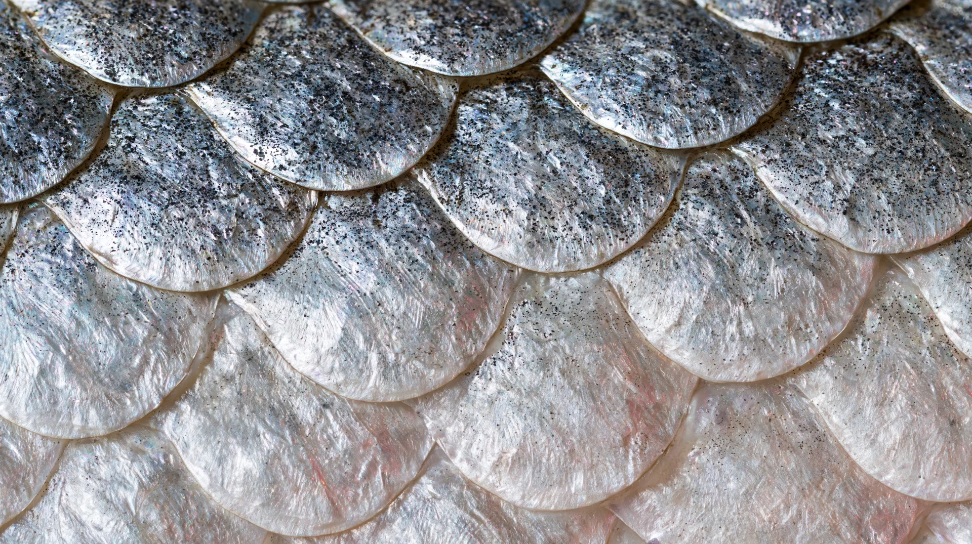 Closeup of overlapping fish scales showing metallic silver texture and natural pattern