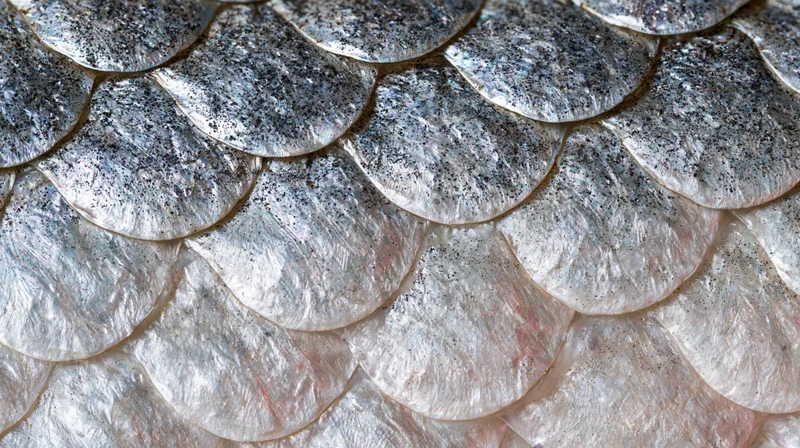 Closeup of overlapping fish scales showing metallic silver texture and natural pattern