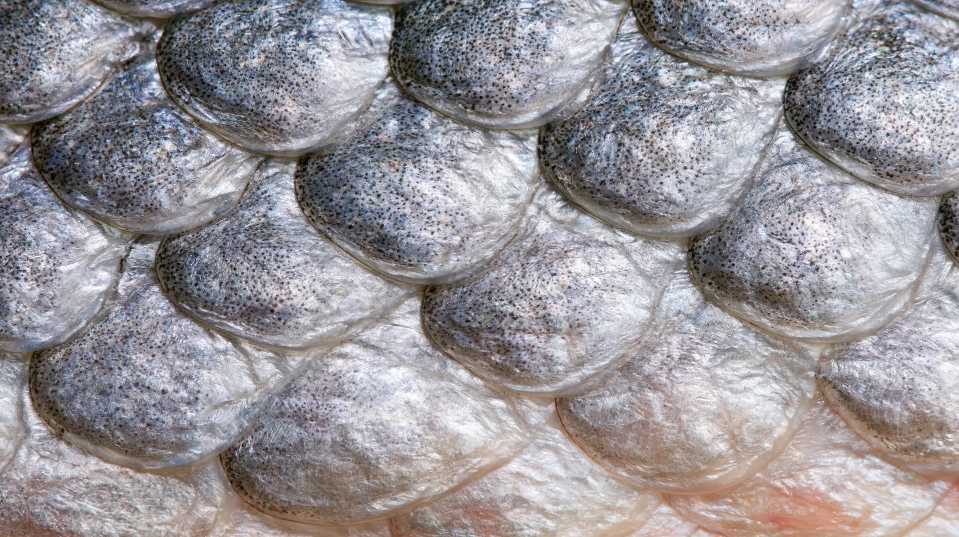 Extreme close-up of overlapping fish scales showing silver-gray texture and natural pattern