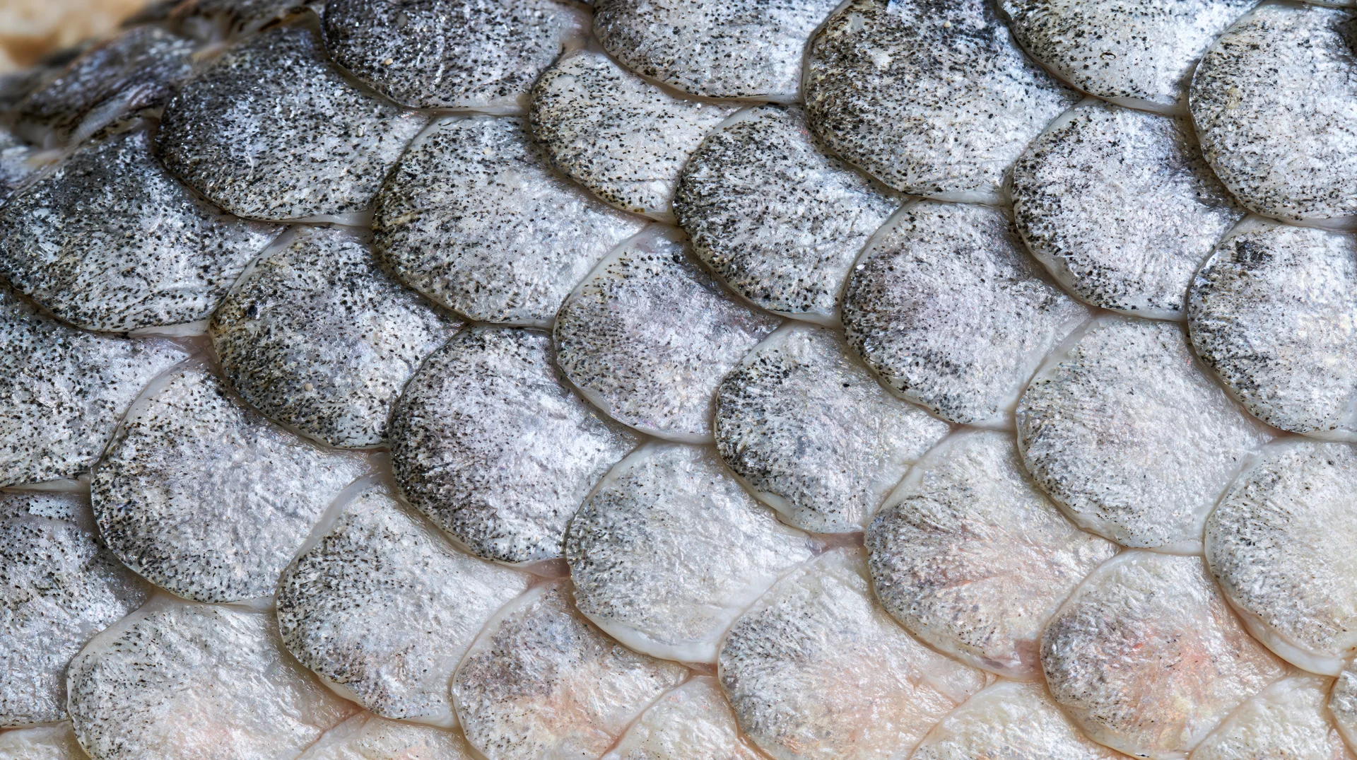 Extreme close-up of overlapping fish scales showing natural texture and pattern