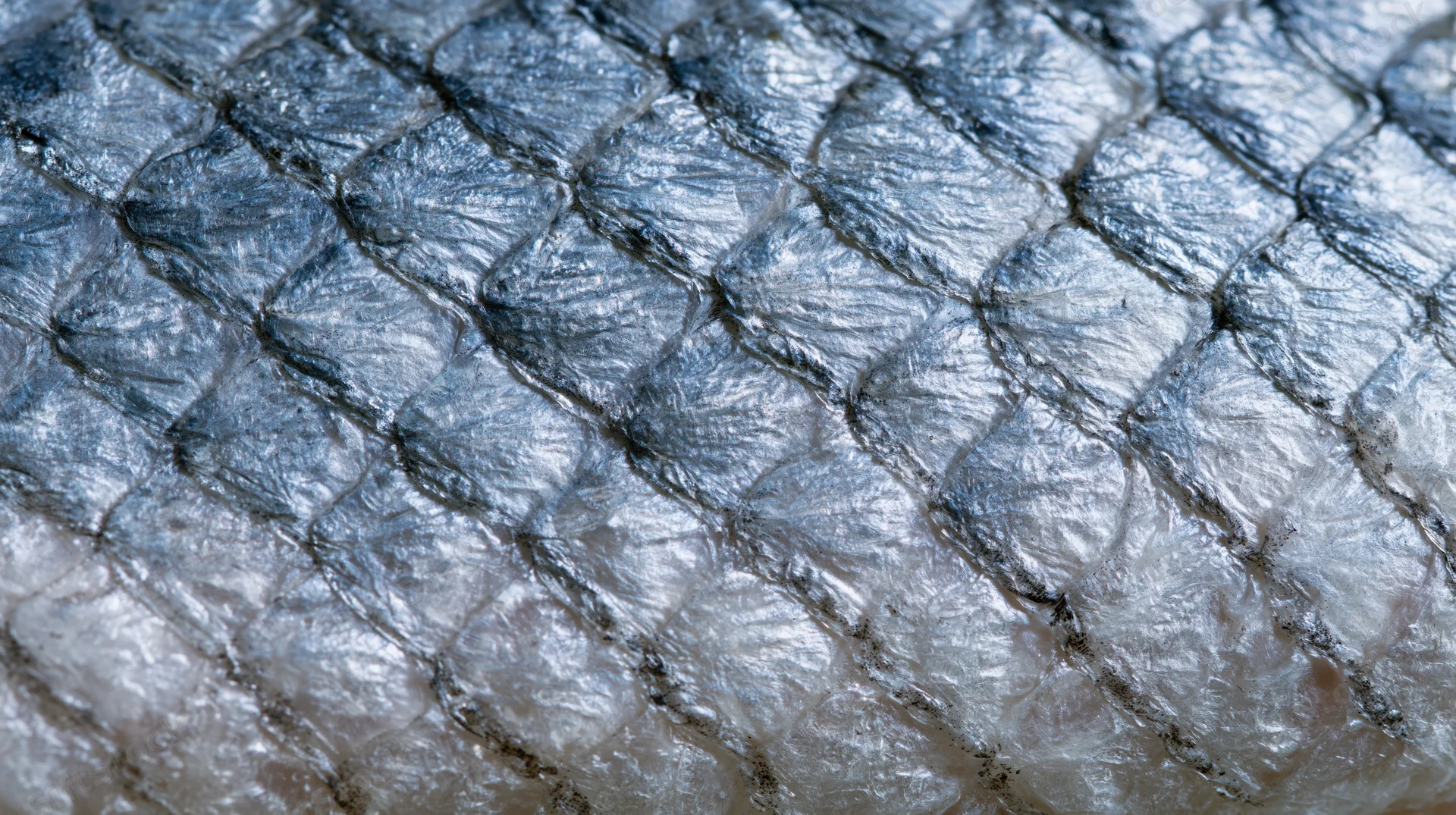 Extreme close-up of overlapping fish scales showing shiny silver texture