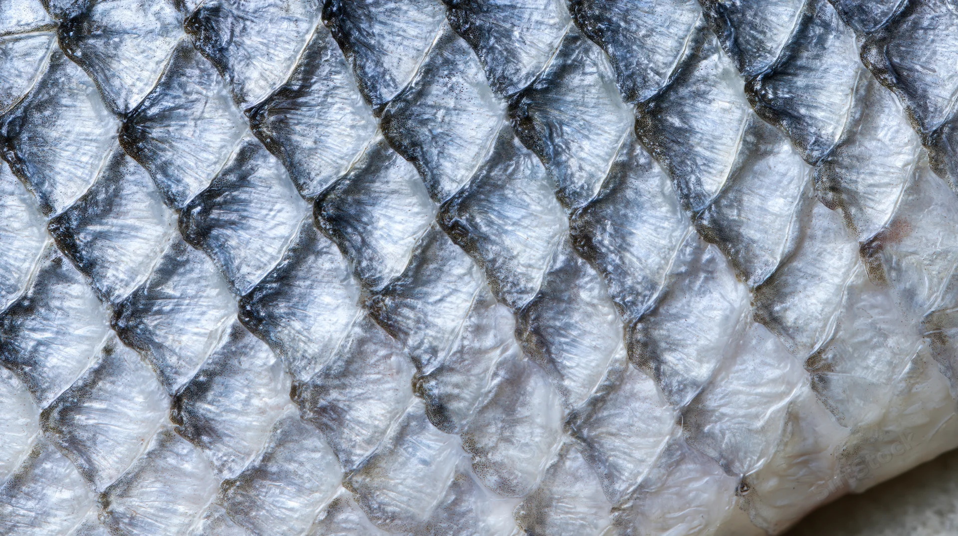 Extreme close-up of fish scales showing detailed texture and overlapping pattern