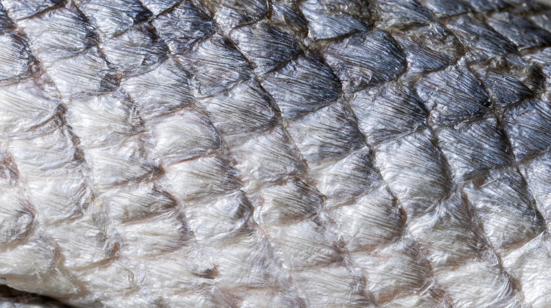 Extreme close-up of overlapping fish scales showing detailed texture and reflective surface