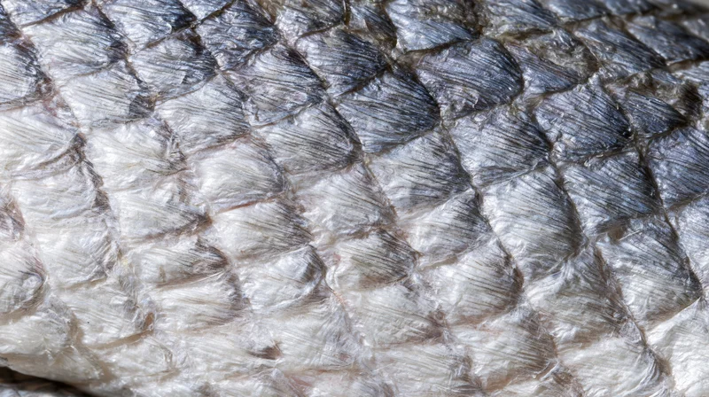 Extreme close-up of overlapping fish scales showing detailed texture and reflective surface
