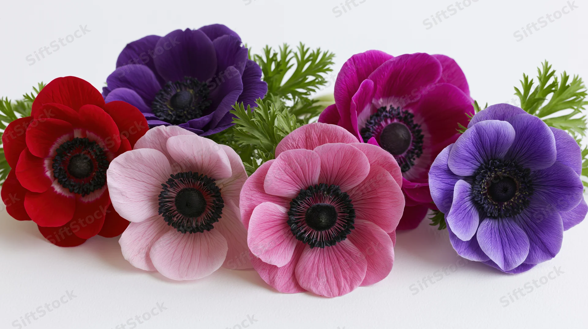Five anemone flower heads arranged in a loose horizontal row on white background