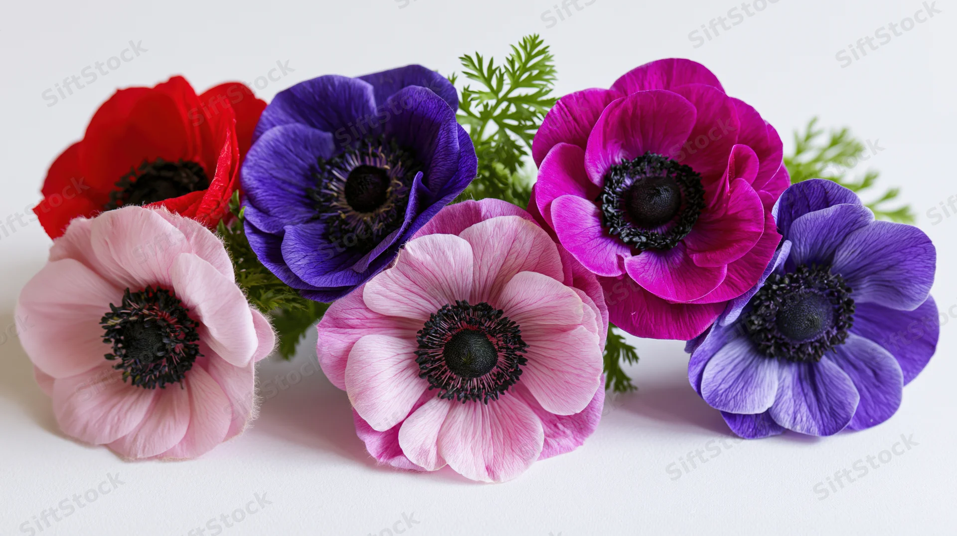 Five anemone flower heads arranged in a loose horizontal row on white background