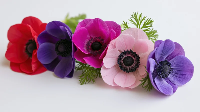 Five anemone flower heads arranged in a loose horizontal row on white background