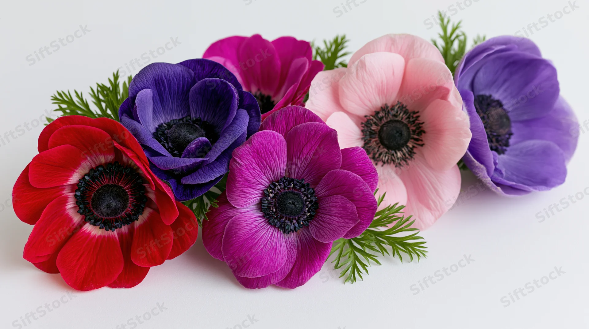 Five anemone flower heads arranged in a loose horizontal row on white background with green foliage