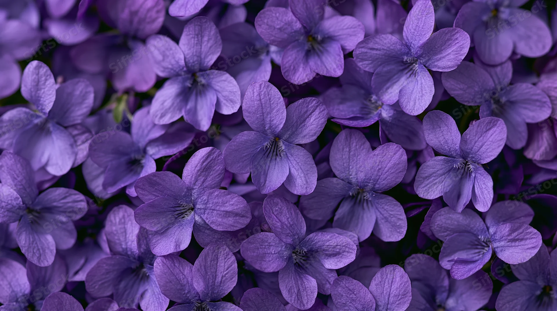 Dense cluster of small purple violet flowers in close-up view