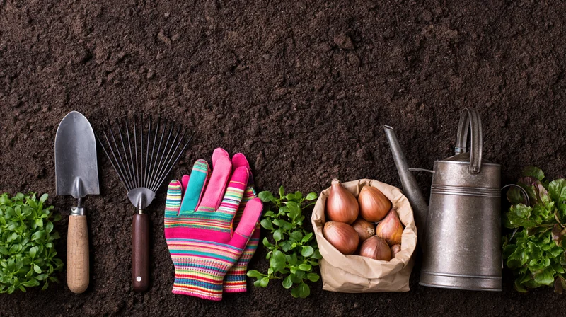 Gardening tools and seedlings arranged on soil in a flat lay with copyspace