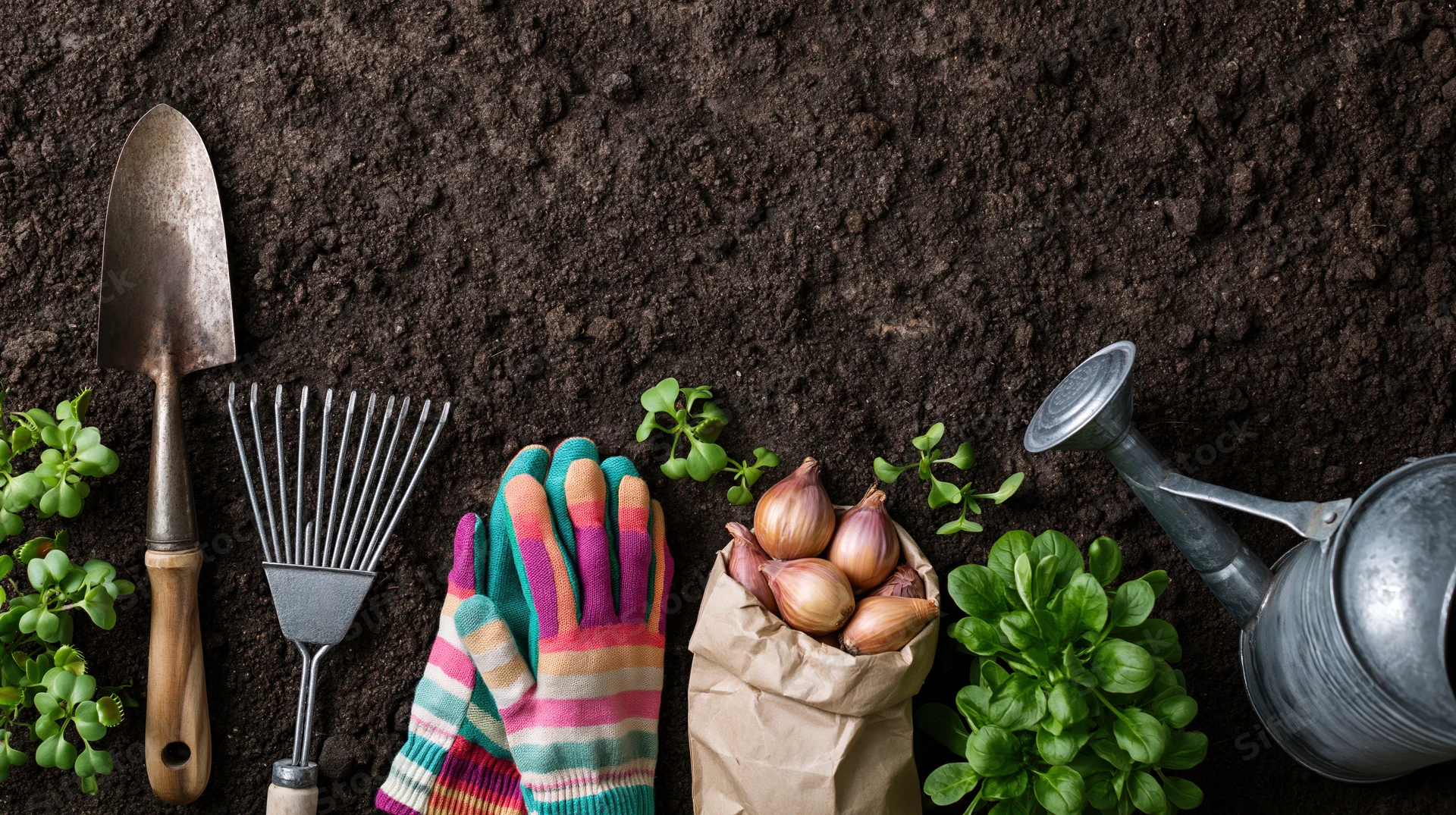 Gardening tools and seedlings arranged on soil with copyspace