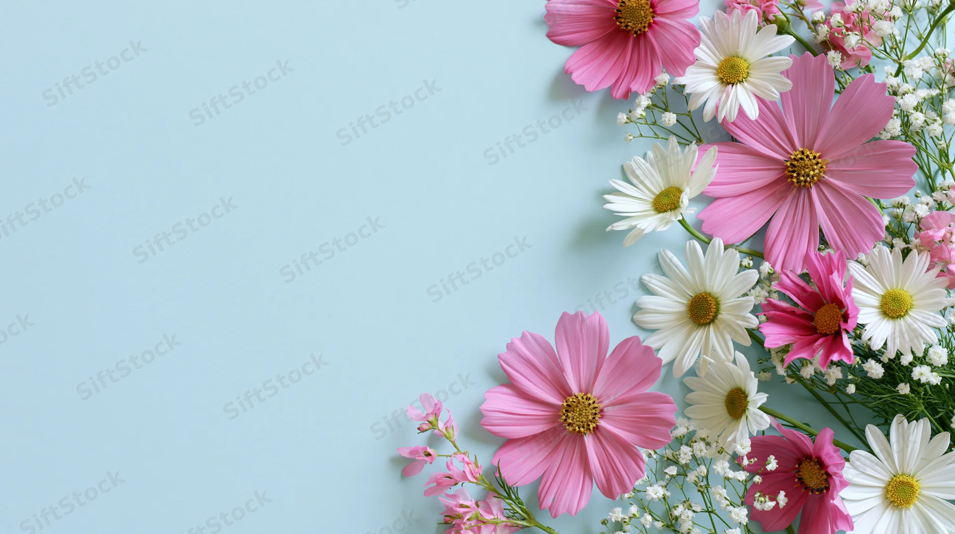 Pink cosmos and white daisies arranged in a flat lay on a light blue background with copyspace