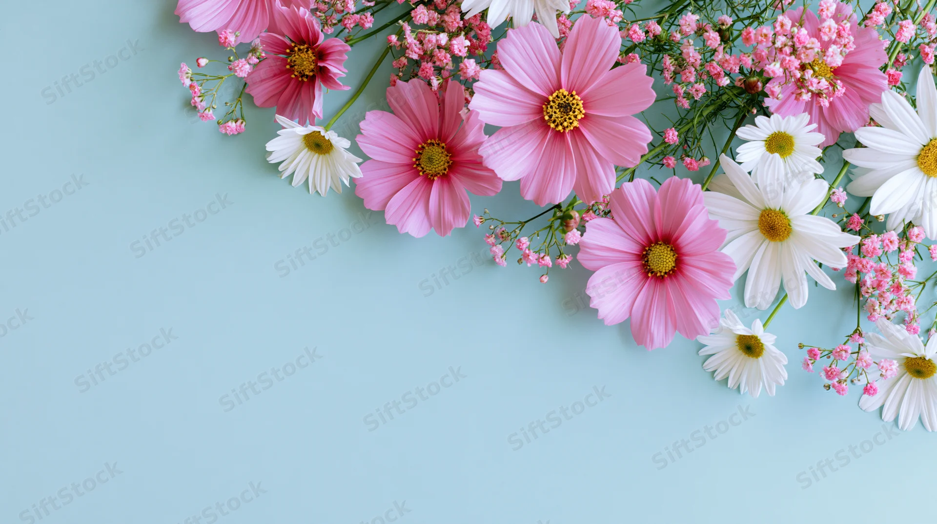 Pink cosmos and white daisies arranged in a flat lay on a light blue background with copyspace