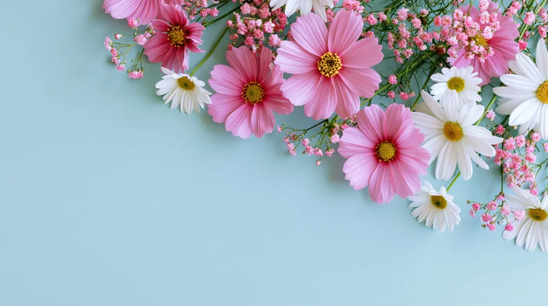 Pink cosmos and white daisies arranged in a flat lay on a light blue background with copyspace