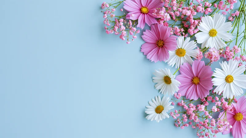 Pink cosmos and white daisies arranged in a flat lay on a light blue background with copyspace