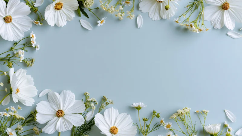 White cosmos flowers and small daisies arranged in a border on a blue background with copyspace