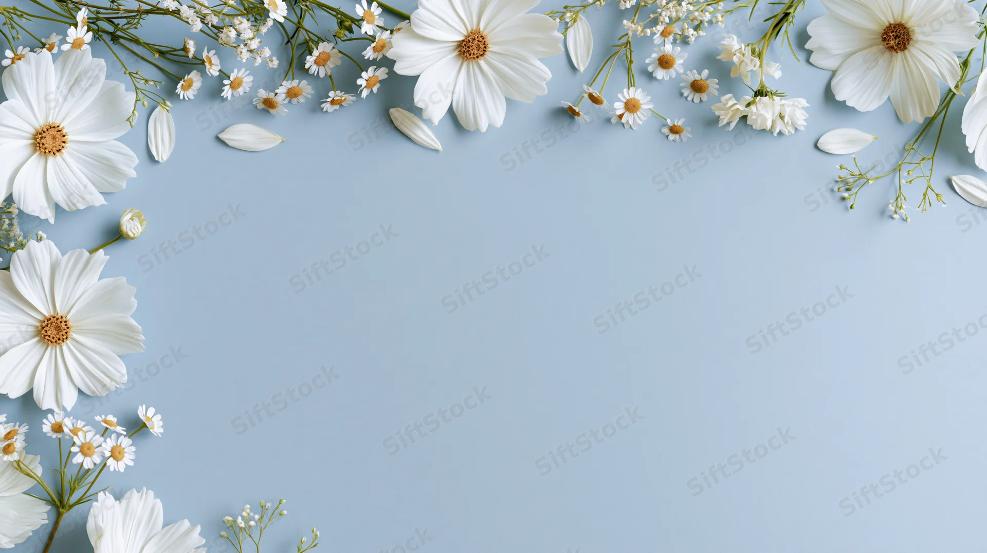 White cosmos flowers and small daisies arranged in a flat lay along the edges of a light blue surface, leaving central copyspace