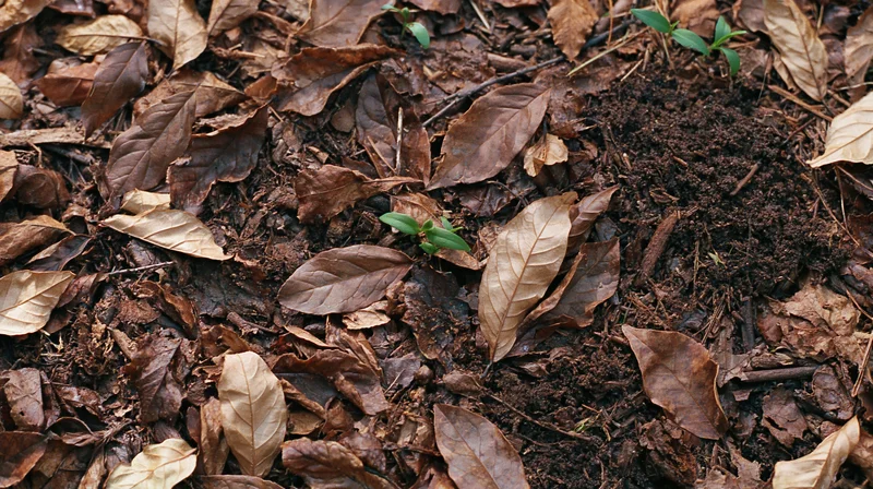 Forest floor covered in decomposing brown leaves with small green seedlings emerging from soil