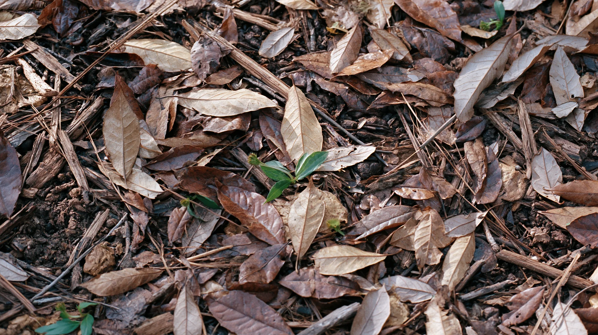 Forest floor covered in decomposing brown leaves and dry twigs with small green sprouts emerging from soil