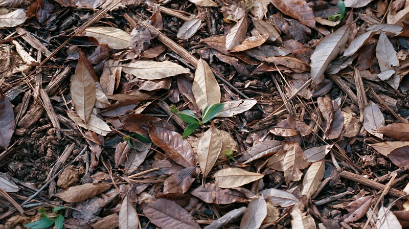 Forest floor covered in decomposing brown leaves and dry twigs with small green sprouts emerging from soil