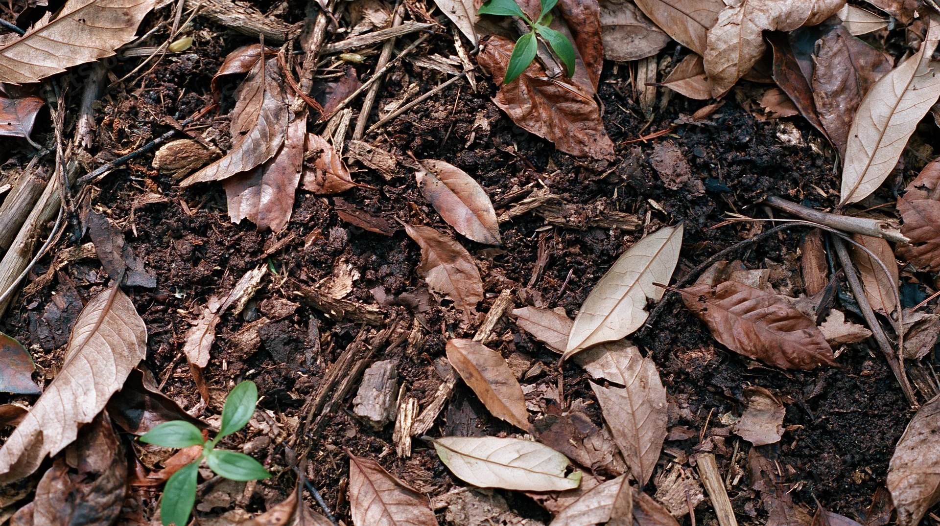 Forest floor covered in decomposing brown leaves and twigs with small green sprouts emerging from soil