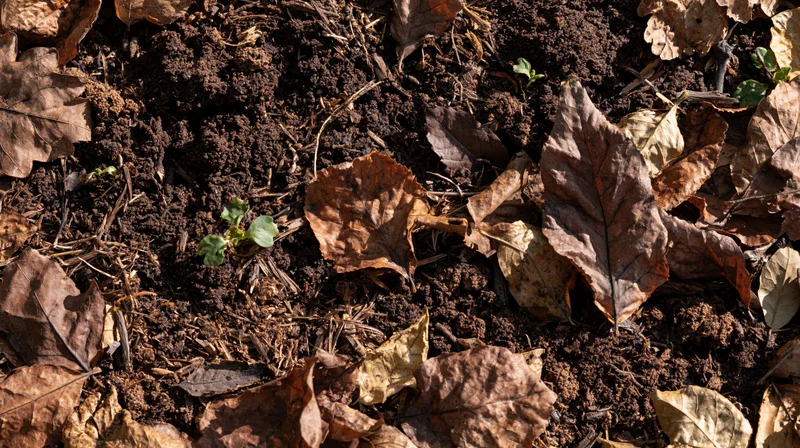Forest floor covered in decomposing brown leaves and dry twigs with small green seedlings emerging from the soil