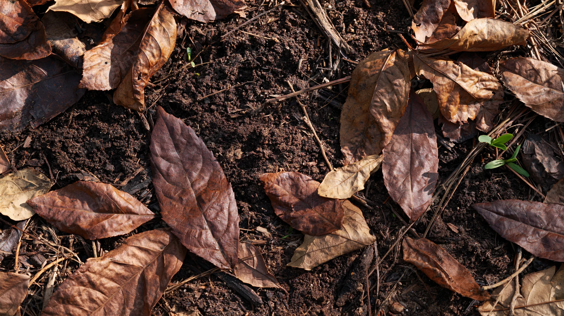 Forest floor covered in dry brown leaves and twigs with small green sprouts emerging from soil