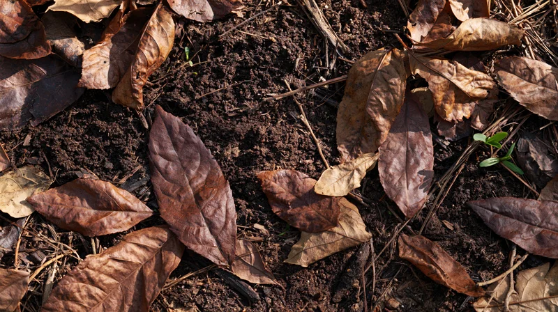 Forest floor covered in dry brown leaves and twigs with small green sprouts emerging from soil