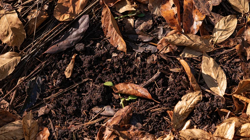 Small green sprout emerging from dark soil among dry brown leaves on forest floor