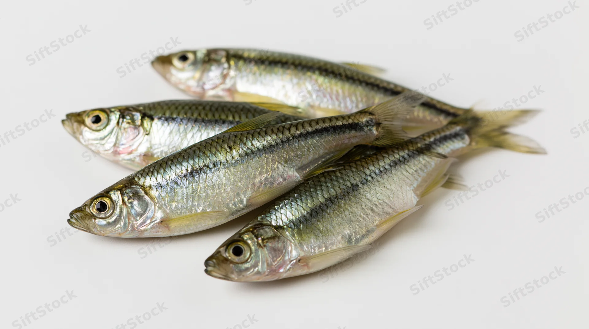 Four small freshwater minnows arranged diagonally on a white surface