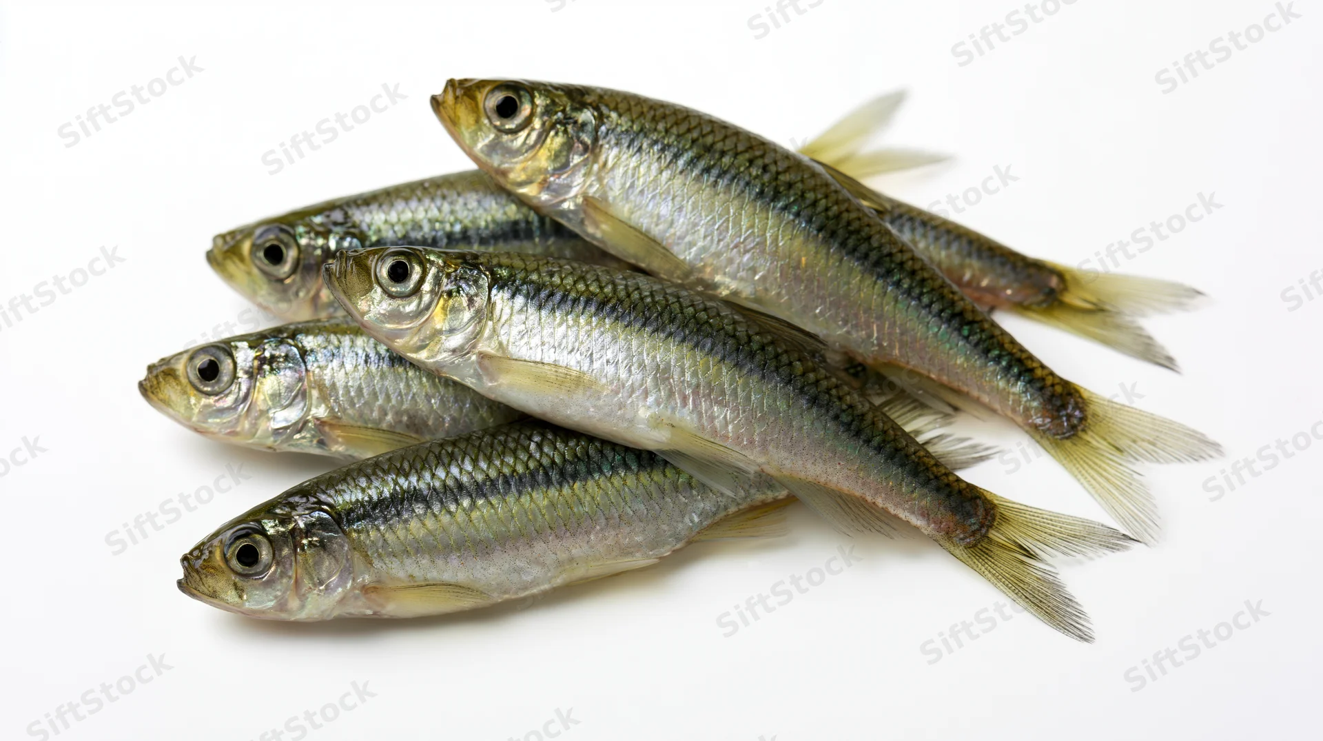 Small freshwater minnows arranged in a loose diagonal pile on white background