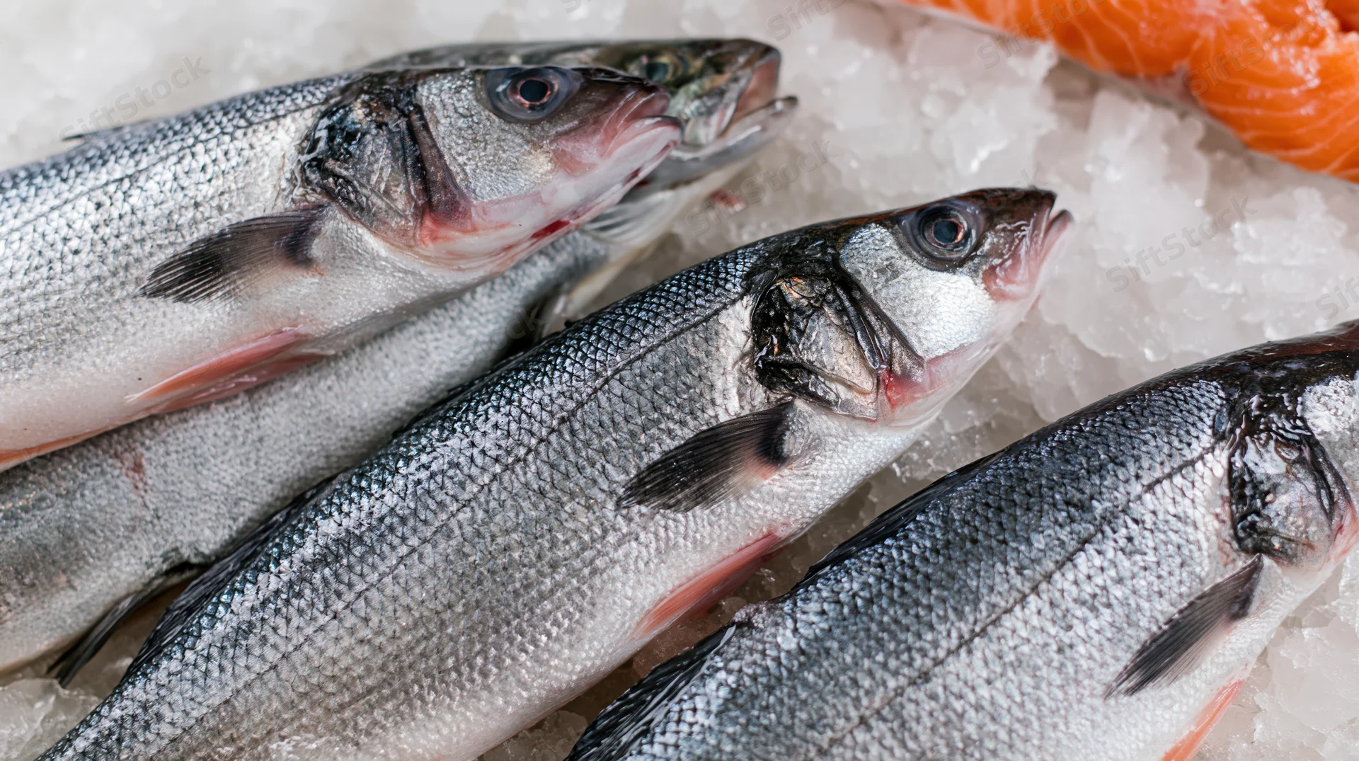 Whole fresh sea bass and trout arranged on crushed ice at a market display