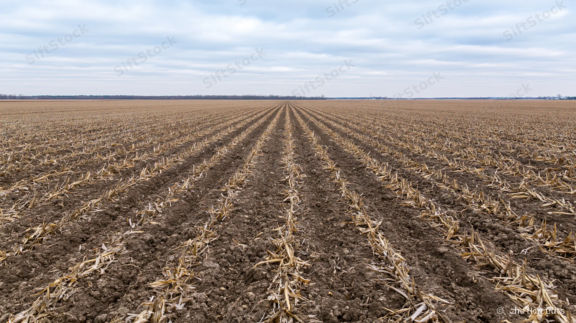 Freshly tilled cornfield with parallel rows of stubble under overcast sky