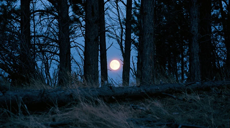 Full moon glowing between dark pine tree trunks in a quiet forest at night
