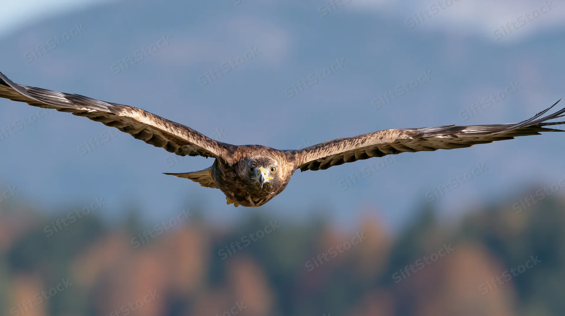 Golden eagle diving with wings fully spread against mountain and forest backdrop