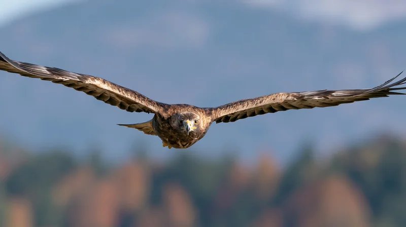 Golden eagle diving with wings fully spread against mountain and forest backdrop