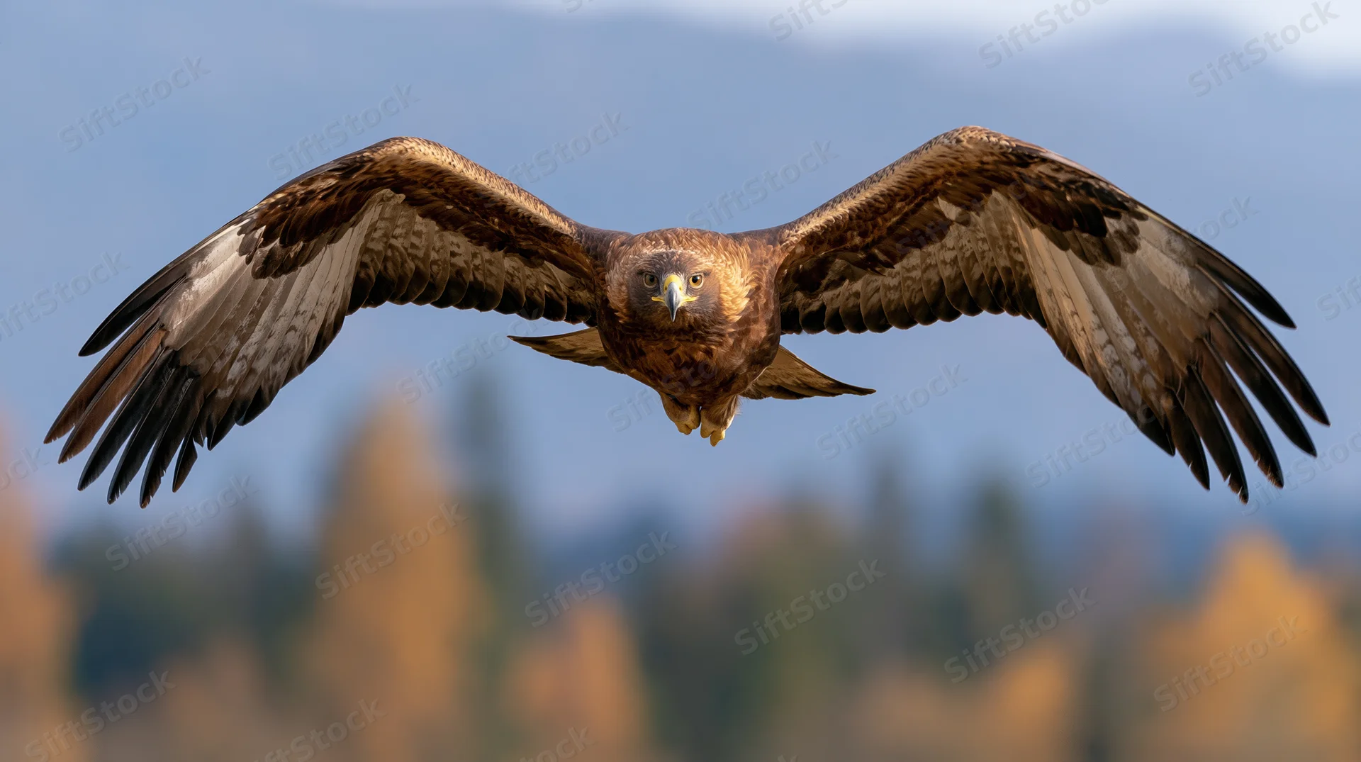 Golden eagle in flight with wings fully spread over forested mountainscape