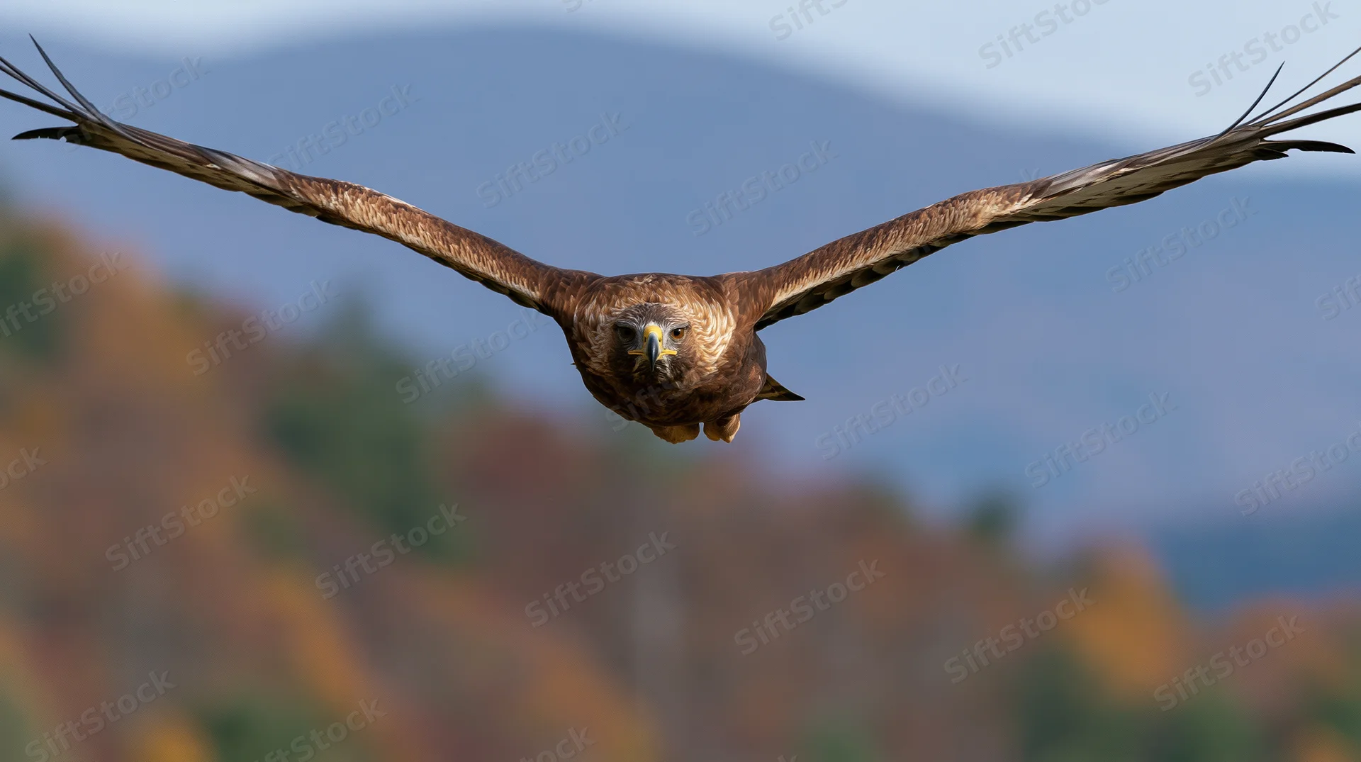 Golden eagle diving with wings fully spread over autumn forest and mountains