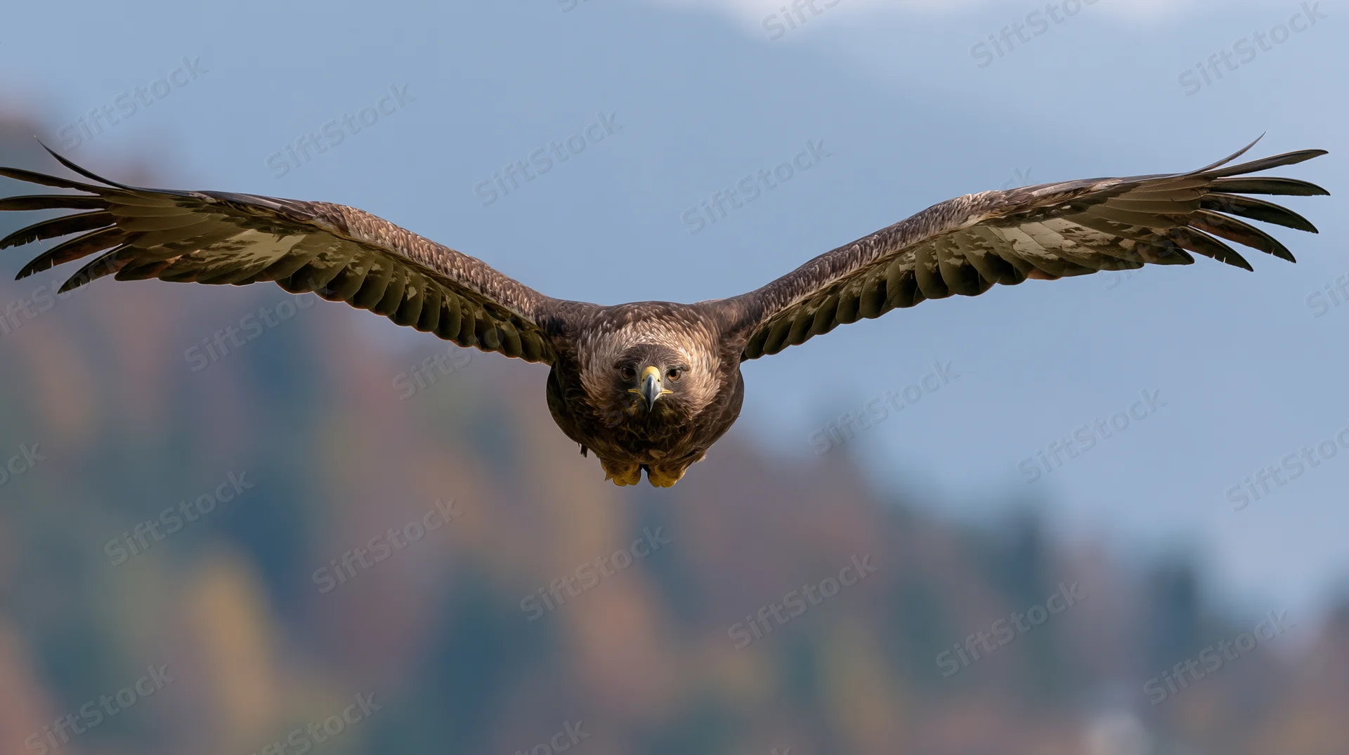 Golden eagle in steep banking dive with wings fully spread against mountain sky