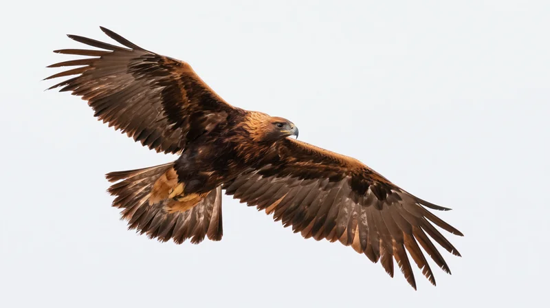 Golden eagle in mid-flight with wings fully spread against a white background