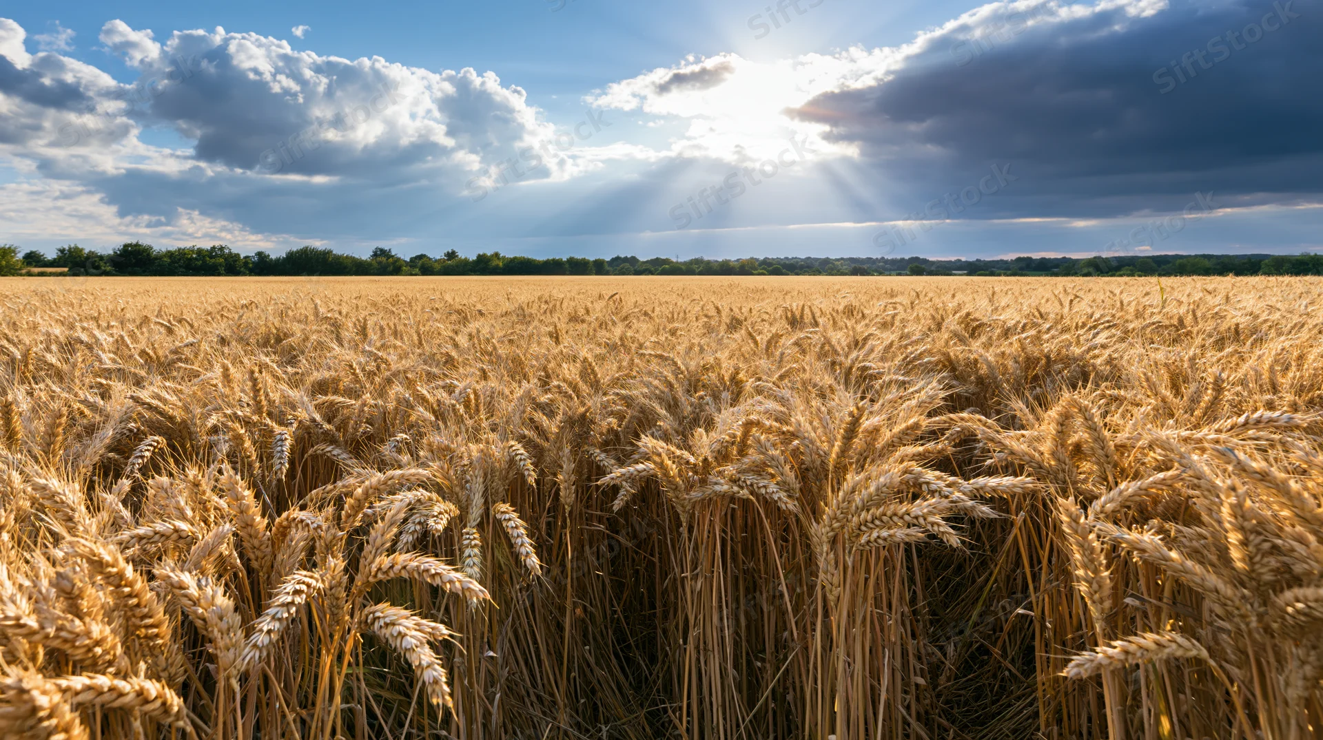 Golden wheat field stretching to the horizon under a partly cloudy sky with sunbeams breaking through