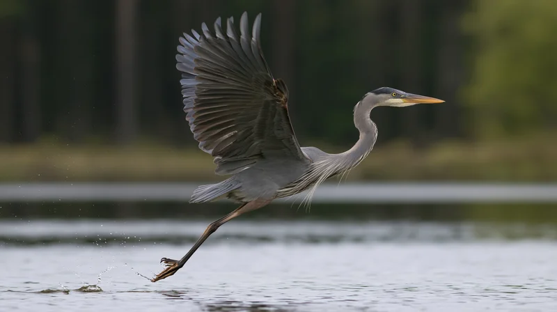 Great blue heron taking off from shallow water with wings spread