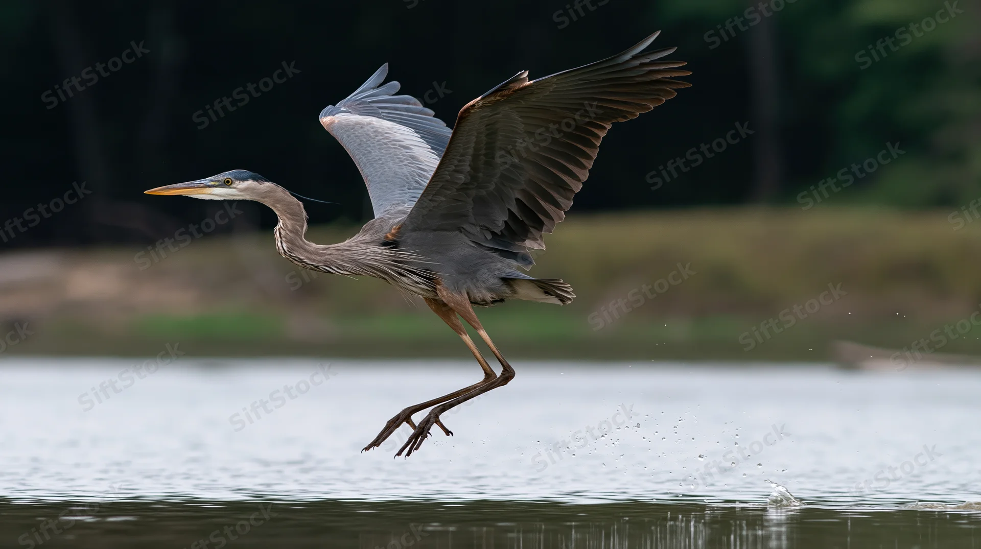 Great blue heron taking off from shallow water with wings spread
