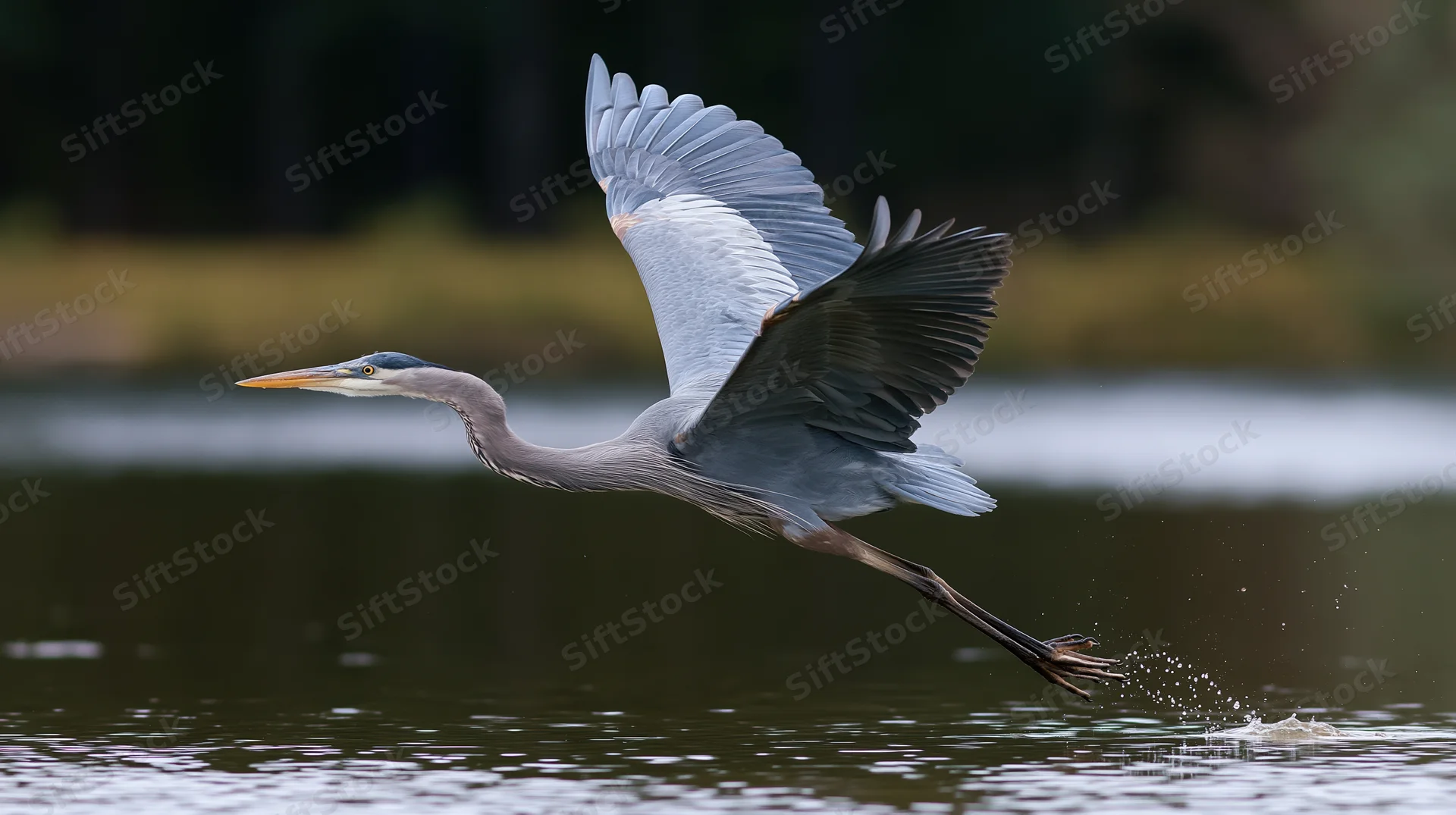 Great blue heron taking off from shallow water with wings spread