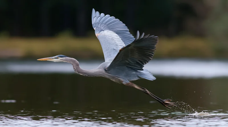 Great blue heron taking off from shallow water with wings spread