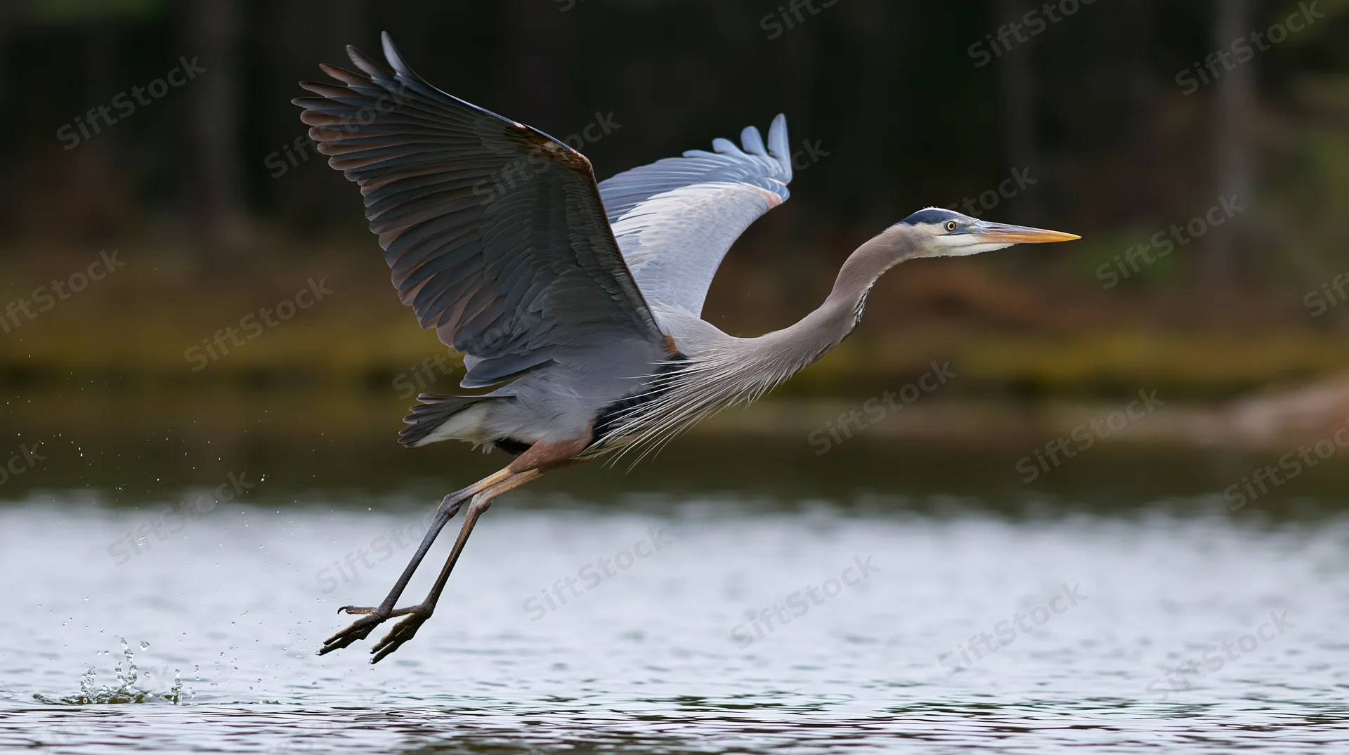 Great blue heron taking off from shallow water with wings spread and legs trailing