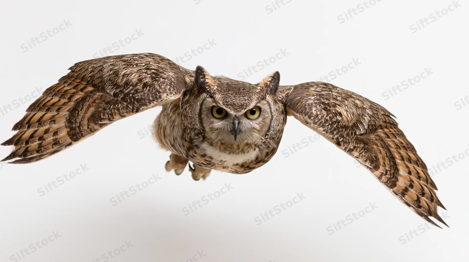 Great horned owl in mid-flight with wings fully spread facing forward against white background