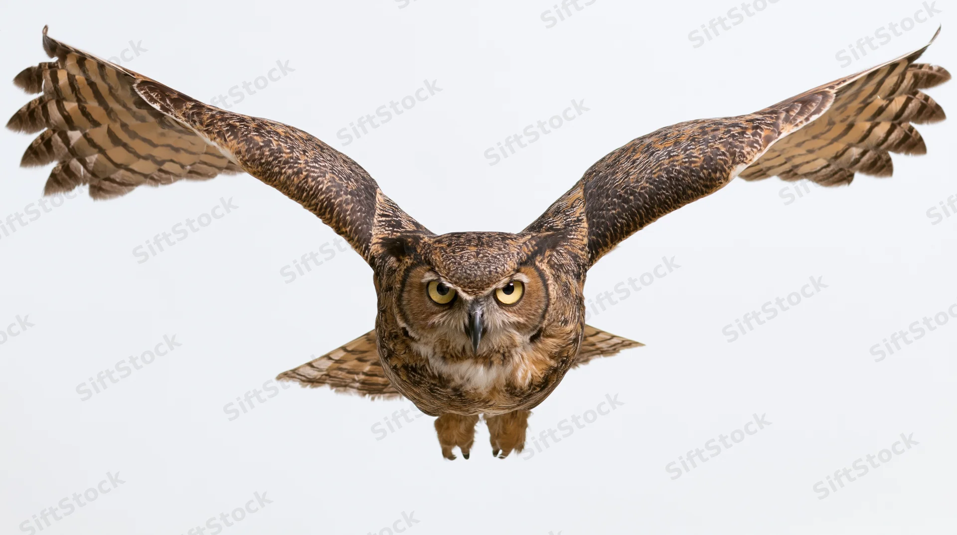 Great horned owl in mid-flight with wings fully spread facing forward against white background