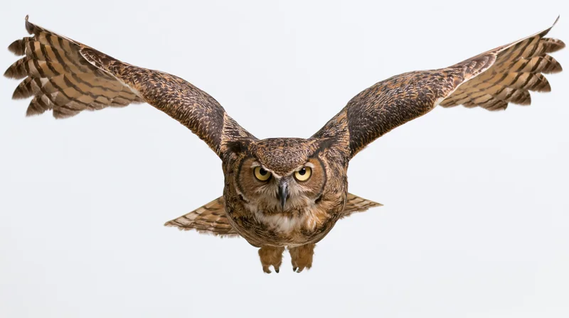 Great horned owl in mid-flight with wings fully spread facing forward against white background
