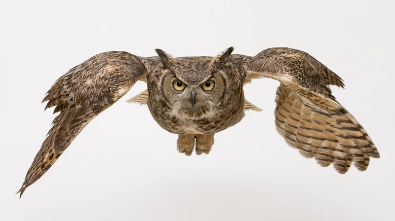 Great horned owl in mid-flight with wings fully spread facing forward against white background